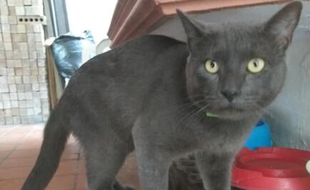 Pixi-huarache, el gato de las dos casas en Tamaulipas