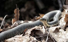 Fallecen 3 estudiantes tras ataque de serpiente en internado en la India; otras 3 son hospitalizadas