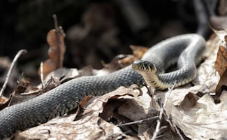 Fallecen 3 estudiantes tras ataque de serpiente en internado en la India; otras 3 son hospitalizadas
