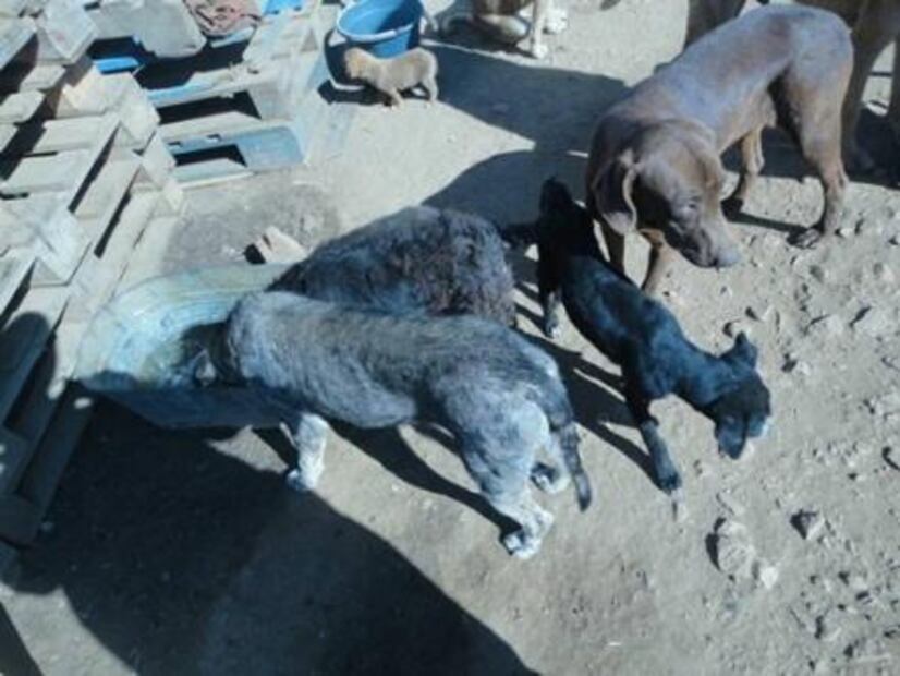 Denuncian presunto hacinamiento de más de 200 perros en refugio de Oaxaca