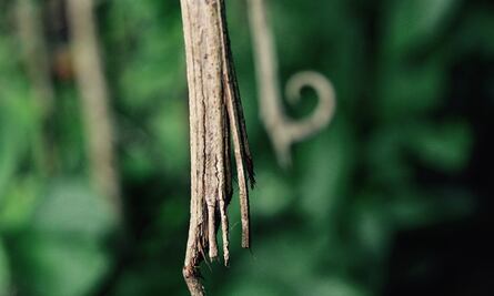 Oye Karen, tómate una infusión de uña de gato; estos son los beneficios