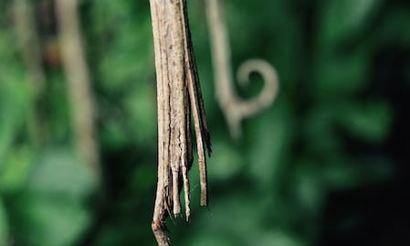 Oye Karen, tómate una infusión de uña de gato; estos son los beneficios