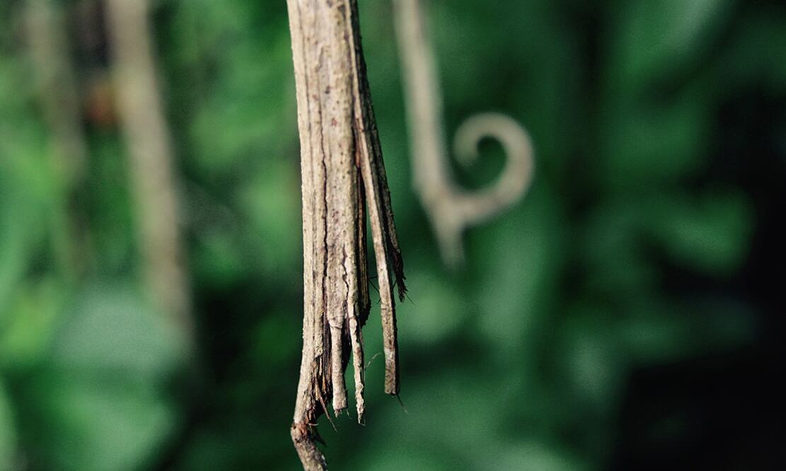 La uña de gato se usa para aliviar algunas enfermedades. Foto: Kristi Denby/Archivo Centro Takiwasi / Wikimedia Commons