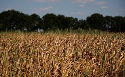 Países en Europa sufren fuerte sequía por calor y falta de lluvia