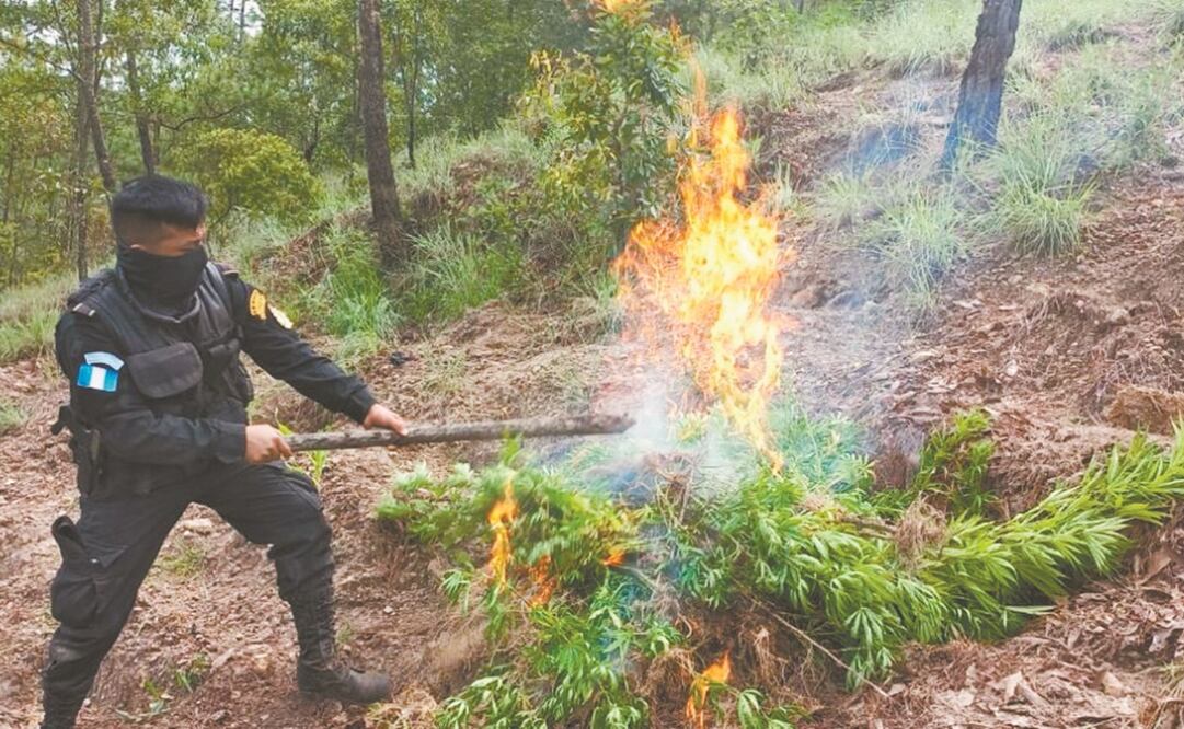 Un policía guatemalteco quemó esta semana parte de más de 15 mil matas de marihuana descubiertas en una zona del occidente de Guatemala.