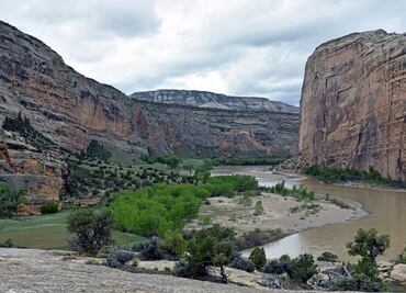 La vida se recuperó 700 mil años después del fin de los dinosaurios