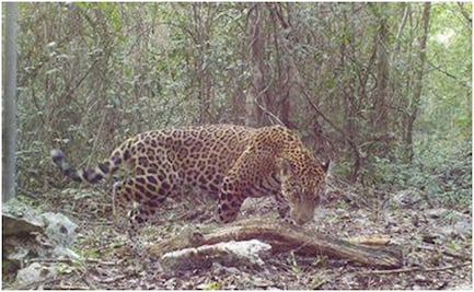 Hábitat del jaguar en Yucatán está en peligro; directora de WWF alerta riesgo de extinción por actividad humana