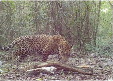 Hábitat del jaguar en Yucatán está en peligro; directora de WWF alerta riesgo de extinción por actividad humana
