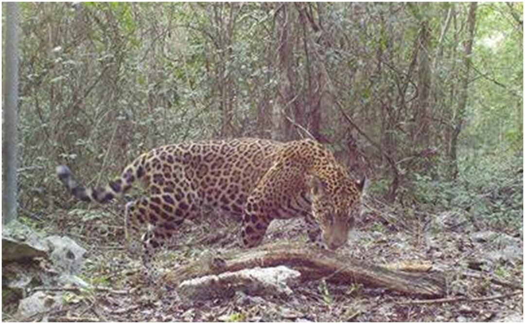 Este 29 de noviembre se conmemora el Día Internacional del Jaguar (28/11/2024): Foto: Especial