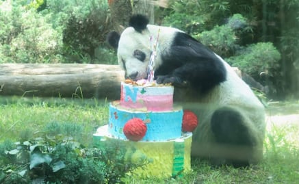 Chapultepec celebra el cumpleaños 36 de la panda gigante Xin Xin; visitantes le cantan "Las Mañanitas"