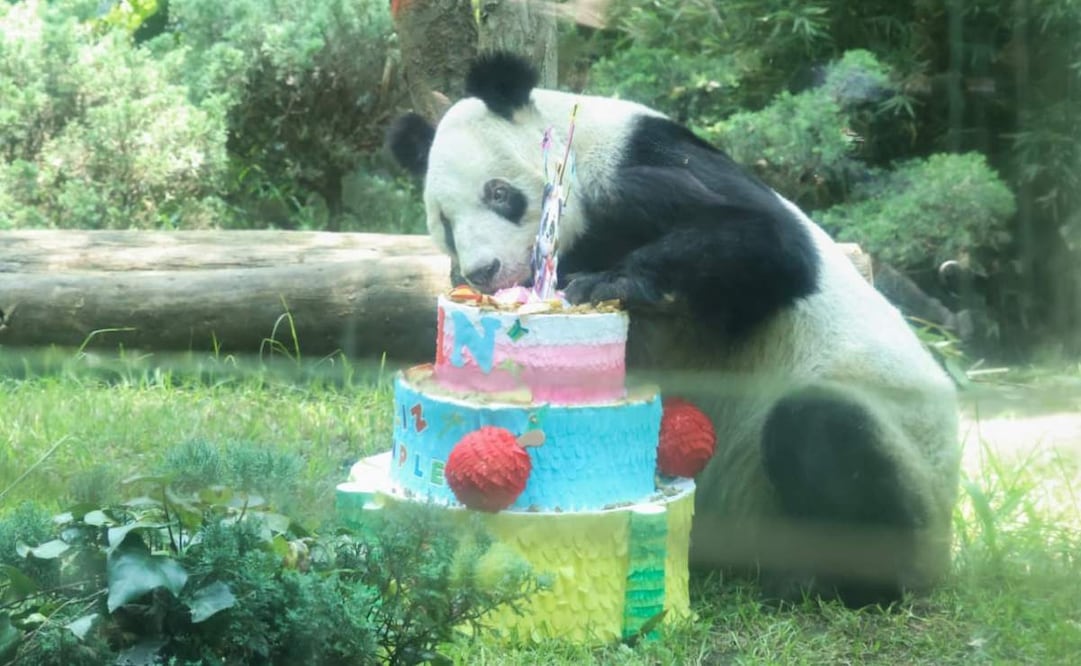 Chapultepec celebra el cumpleaños 36 de Xin Xin; visitantes cantan Las Mañanitas a la panda gigante. Foto: Karla Guerrero / EL UNIVERSAL