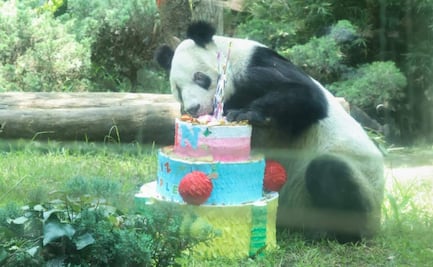 Chapultepec celebra el cumpleaños 36 de la panda gigante Xin Xin; visitantes le cantan "Las Mañanitas"