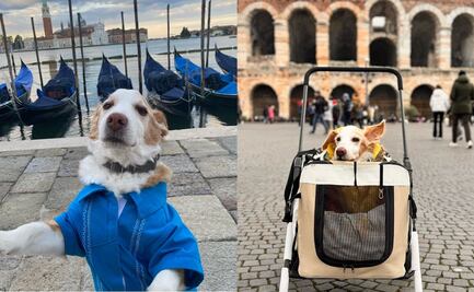 ¡Vuela alto, "Mazapán"! Muere perrito que se viralizó en redes luego de mudarse de México a Italia