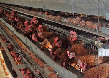 Contagio humano de gripe aviar, detectado en México, es un caso aislado, pero obliga a vigilar: infectólogo