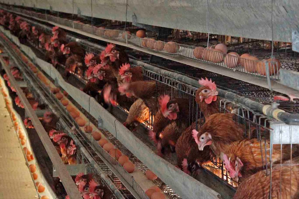 La gripe aviar es una enfermedad infecciosa de las aves, causada por las cepas tipo A del virus de la gripe. Estas aves pueden contagiar a los humanos, aunque no es algo frecuente. Foto: Archivo