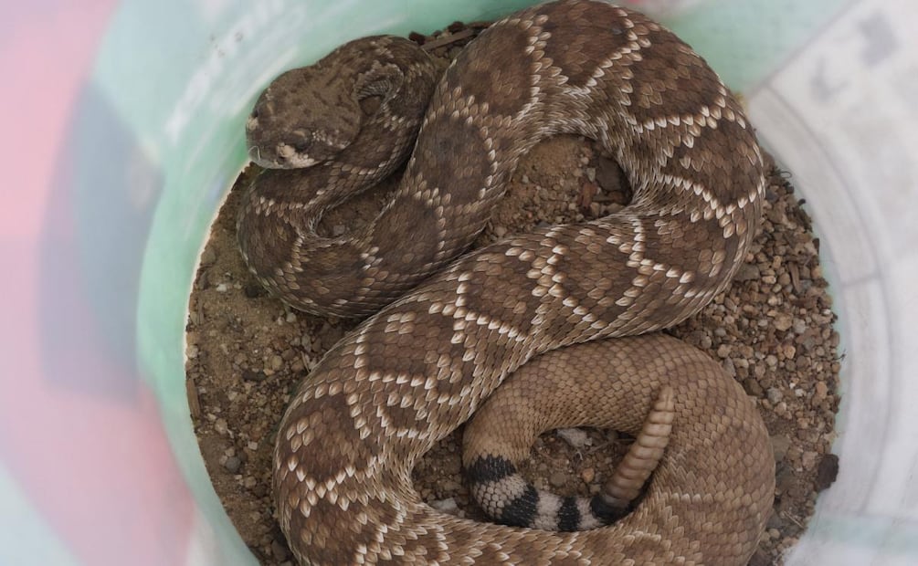 Profepa rescata a una serpiente de cascabel de diamante rojo Baja California Sur (06/06/2026). Foto: Especial