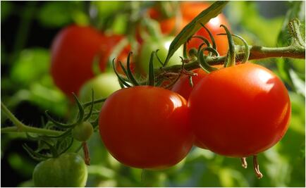 Hay disposición de EU para acuerdo de jitomate: Economía