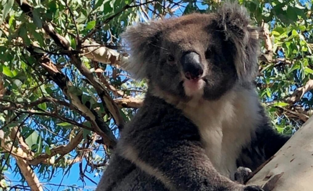 Koala causa carambola en autopista de Australia y le dan “aventón” al ser rescatado
