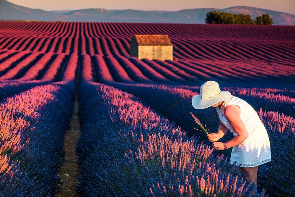 Travesía por los campos de lavanda de Provenza, al suroeste de Francia. (Foto: Istock)