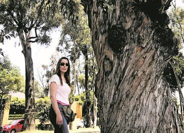 Plantean talar 28 árboles con riesgo de caer en Echegaray