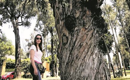 Plantean talar 28 árboles con riesgo de caer en Echegaray