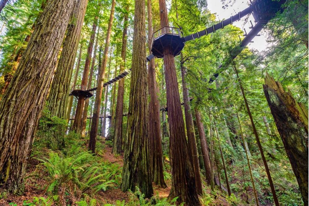 Redwood Sky Walk te permite observar los árboles secuoyas los seres vivos mas longevos registrados hasta el momento. Foto: cortesía Redwood Sky Walk 