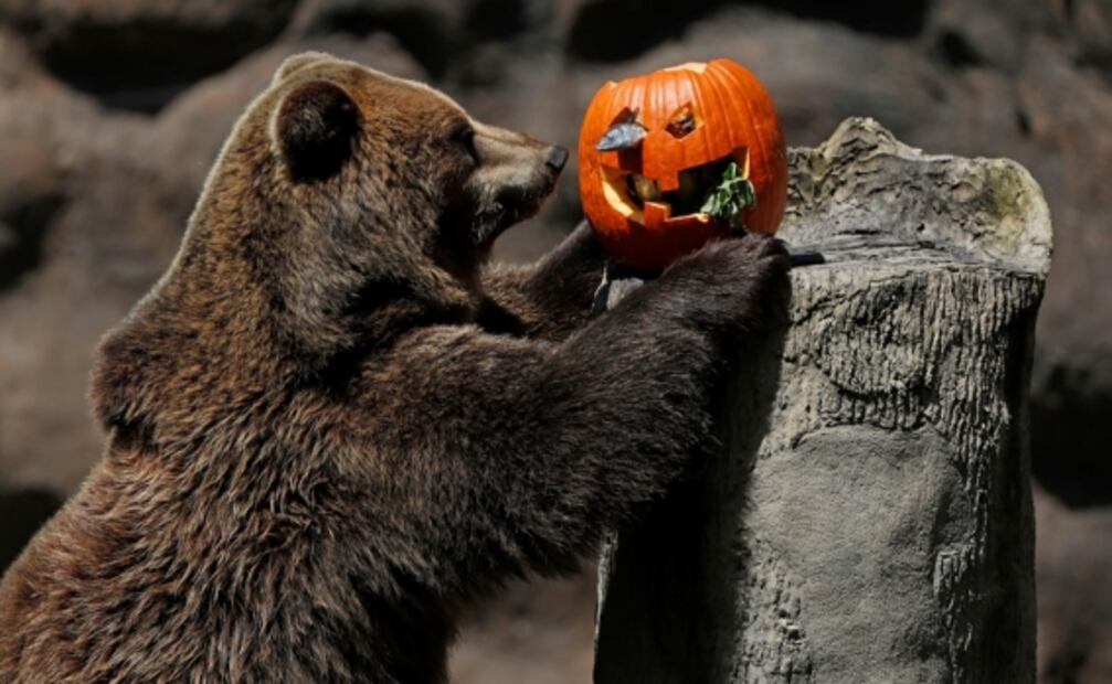 Animales en zoológico de Guatemala celebran Halloween