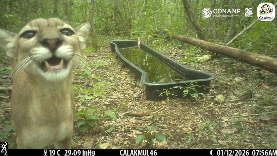 Foto del puma en la Reserva de la Biósfera de Calakmul. Foto: CONANP