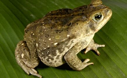 Los sapos detectan lluvia a través de sus oídos