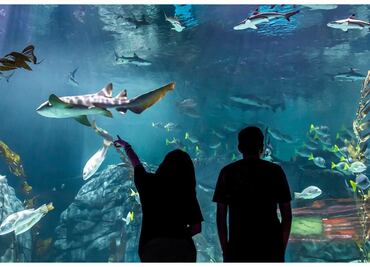 El nuevo Acuario Michin de Parque Tepeyac: qué actividades ofrece