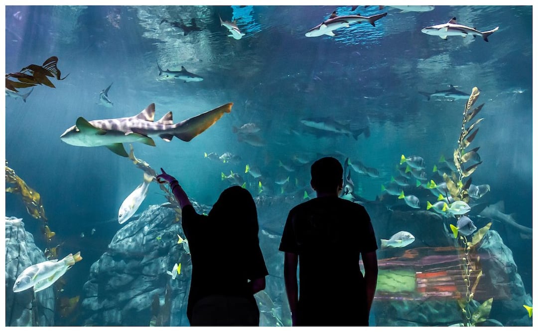El Acuario Michin ya se inauguró en el Parque Tepeyac de la CDMX. Imagen: Acuario Michin Ciudad de México