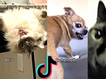 ¿Cuál es el origen del meme "Belial, Beelzebub" que es viral en TikTok?