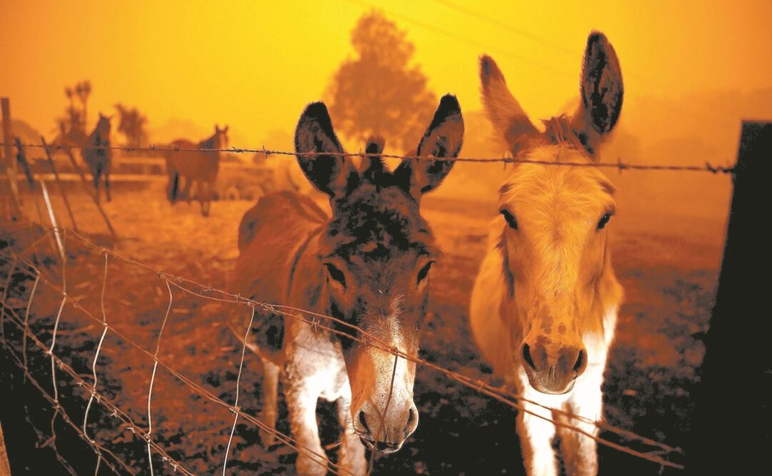Los incendios en Australia han ocasionado la muerte de 800 millones de animales. La imagen es de Cobargo, en Nueva Gales del Sur, el pasado 5 de enero. Foto: TRACEY NEARMY. REUTERS