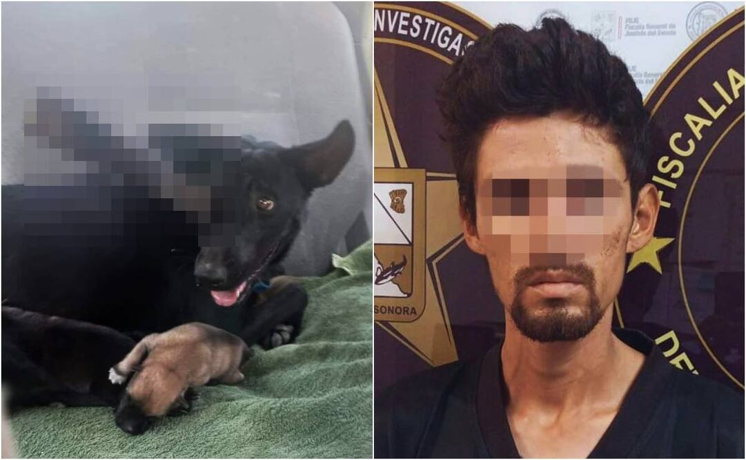 Jhonatan le clavó un cuchillo a un perrita. Foto: Especial