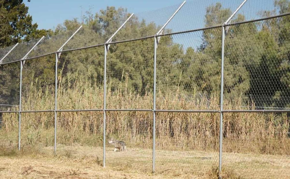 Suman nuevo hogar para el lobo mexicano y reciben pareja reproductiva: Sedema; esperan lograr nueva camada.
Foto: Especial.
