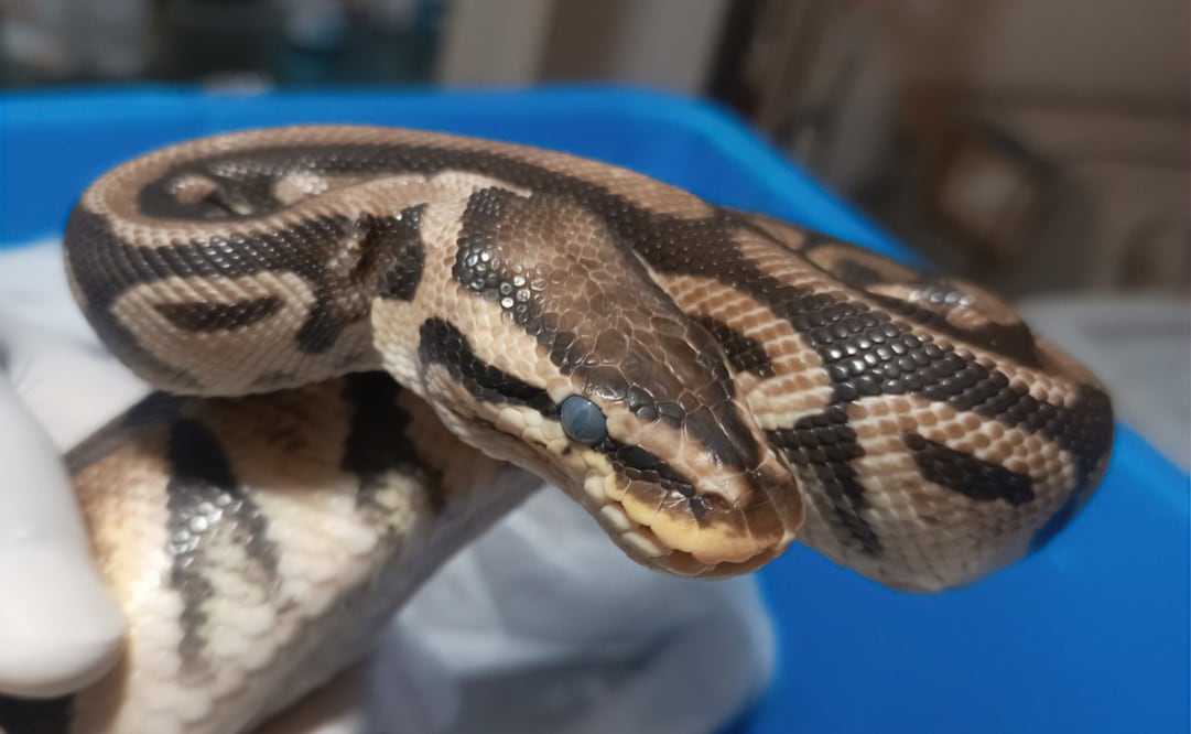 La Profepa resguardó cuatro serpientes pitones aseguradas en Tepoztlán, Morelos. Foto: Especial