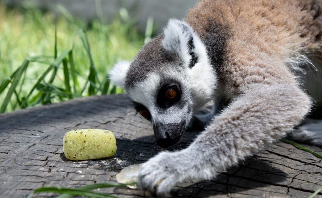 Desde hielos de caldo de pollo hasta baños extra, así refrescan a los animales en zoológico de Toluca. Foto: Especial
