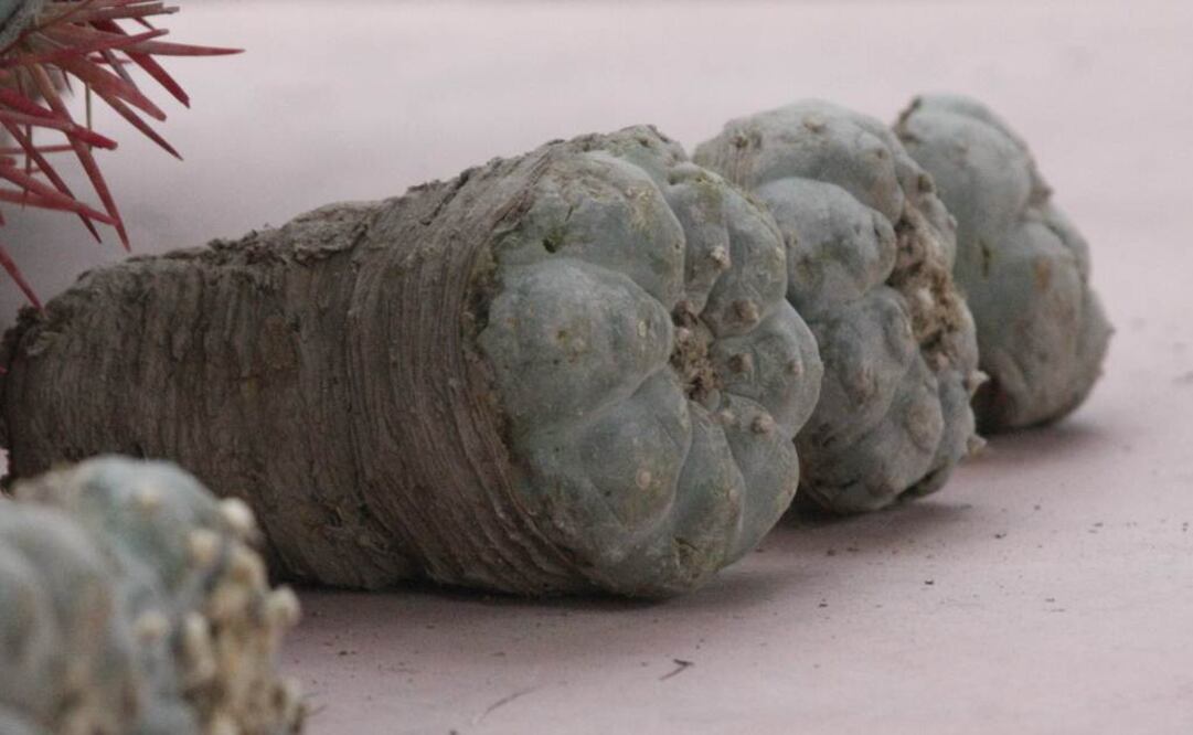 Foto: Archivo EL UNIVERSAL