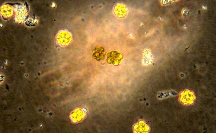 Mexican scientists use breadnuts to produce biofuel