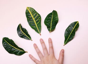 La planta ancestral que previene la osteoporosis y refuerza las defensas