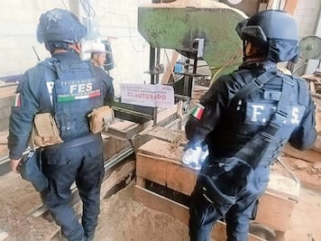 Aseguran predio donde procesaban madera ilegal