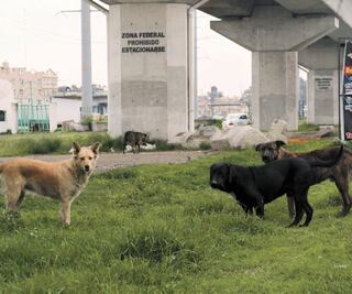 Jaurías invaden el Interurbano