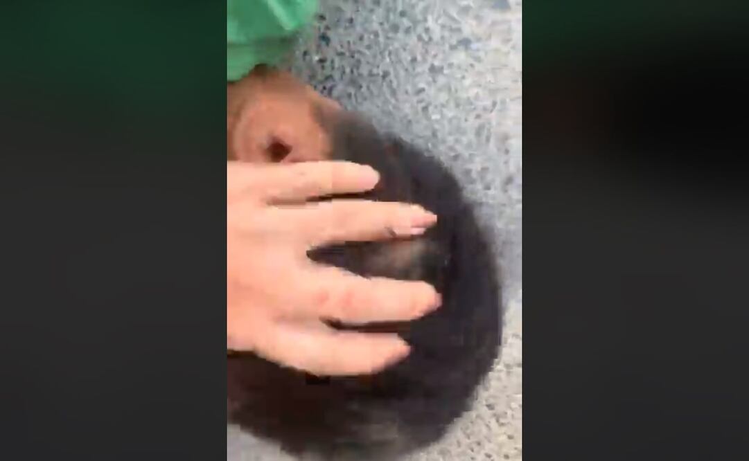 Foto: Captura de video