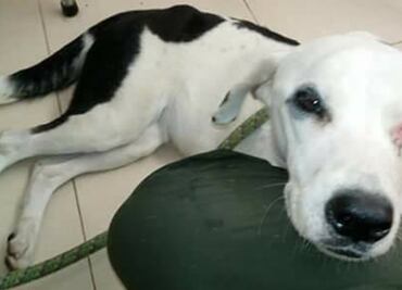 Perrita murió esperando a sus dueños