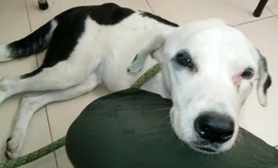 FOTO: Tomada de Facebook, Alejandro Sotomonte Niño (Bienestar Animal)