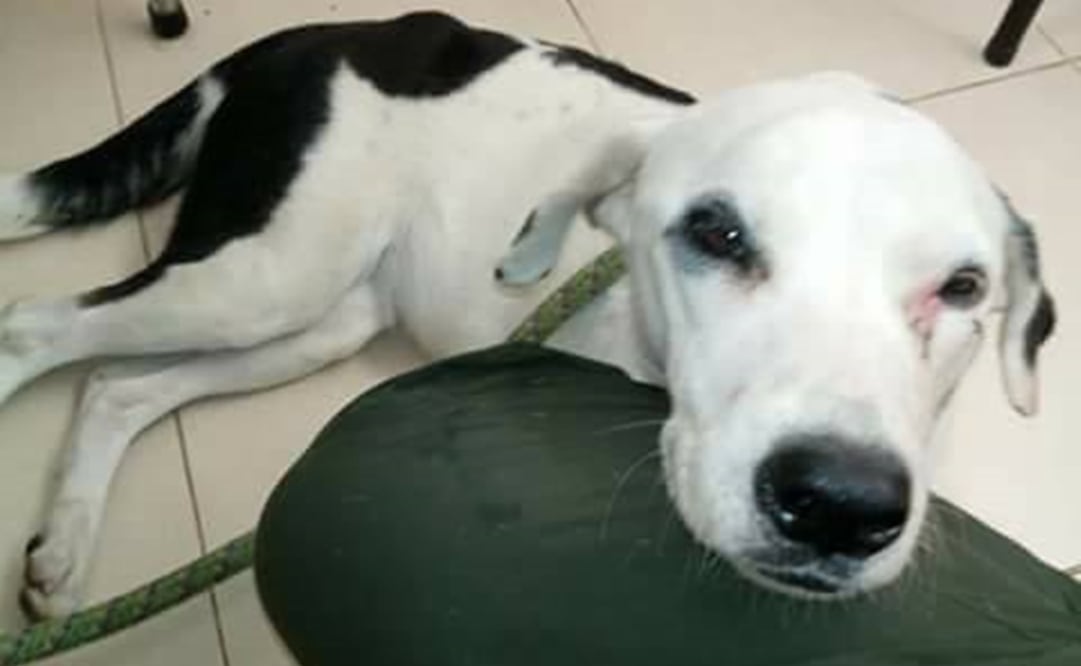 FOTO: Tomada de Facebook, Alejandro Sotomonte Niño (Bienestar Animal)