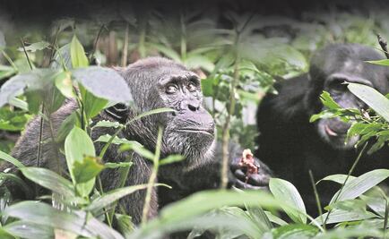 Simios también hacen la guerra