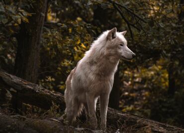 La vida de un lobo. Sigue sus pasos a través de una cámara en su cuello
