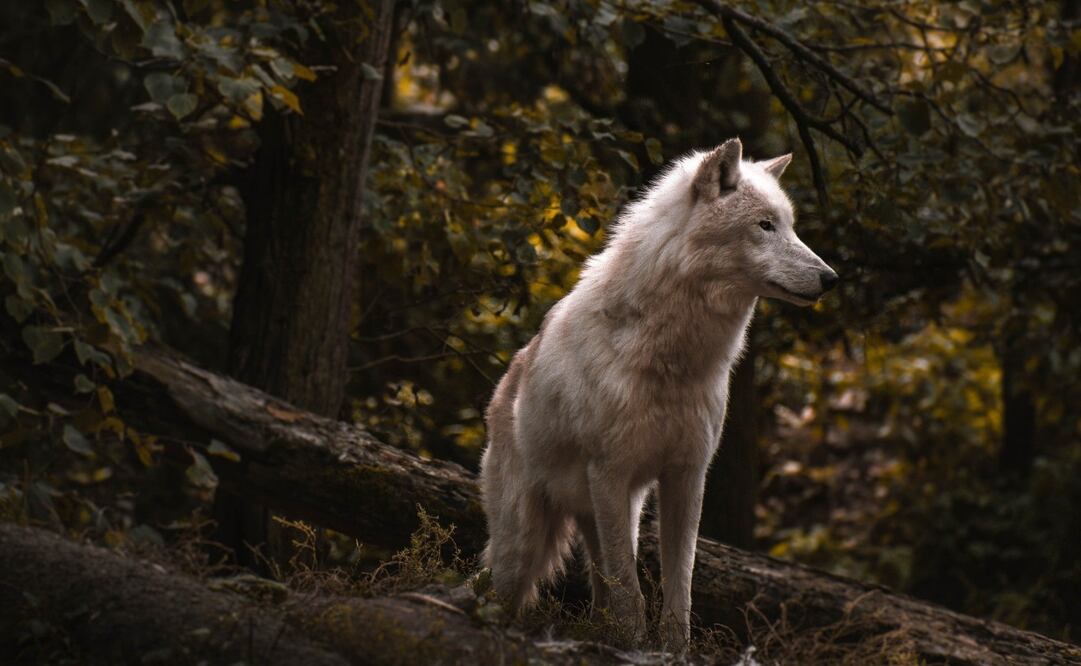 El video es parte del Proyecto Voyageurs Wolf. Imagen Pixabay