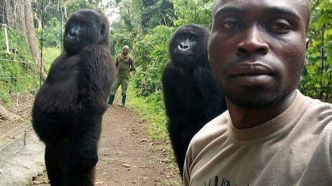 El curioso selfie que muestra a unos gorilas de pie y posando en el Congo